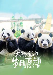 【国产剧】大熊猫的生日愿望